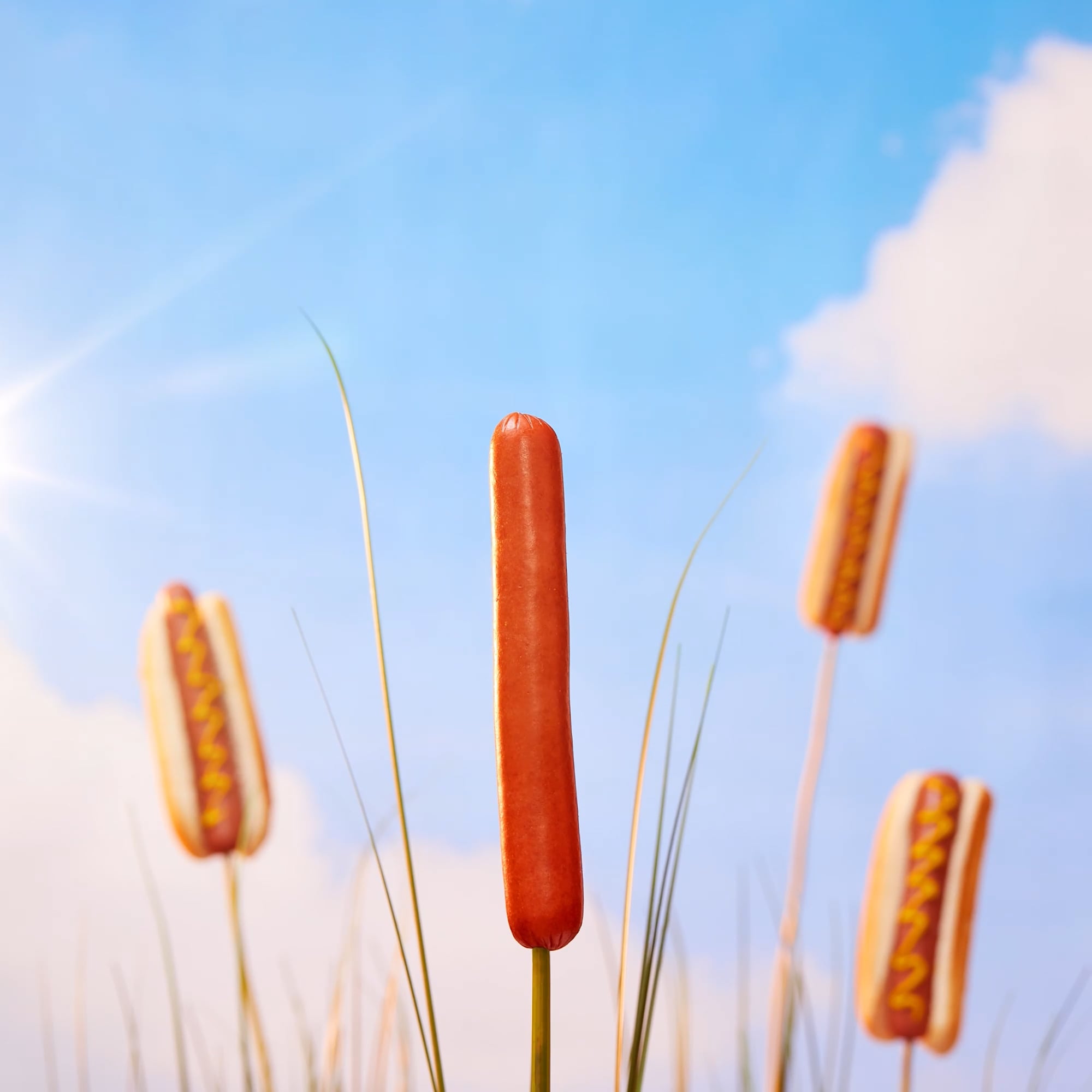 Oscar Meyer brand hot dogs with mustard with a David Attenborough style voice over