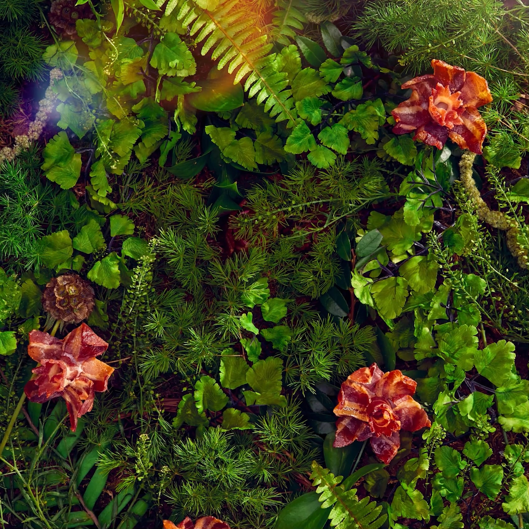 Oscar Meyer bacon flowers emerging from undergrowth with David Attenborough style voice over